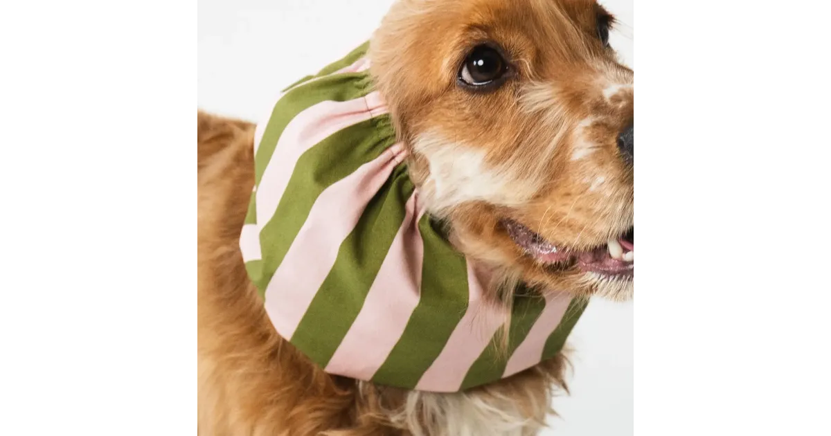 Snood rayé vert et rose