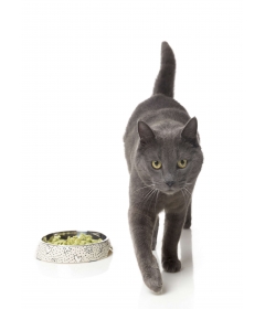 Gamelle plate pour chat Kaos FuzzYard - 1 2
