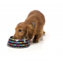 Gamelle Jelly Bones FuzzYard - 2