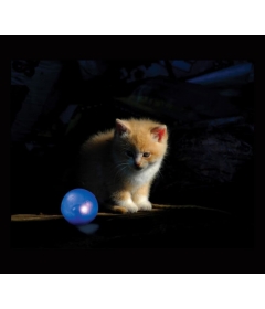 Le Chat Un Etre Nocturne Twotails Fr Le Chat Un Etre Nocturne Twotails Fr