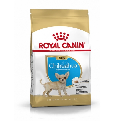 Chihuahua Junior