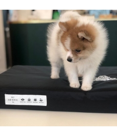 Pet Bed Pet So Chic - 1 2