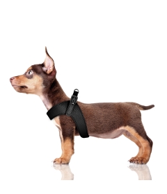 Harnais pour chien - Harnais Dandy Milk & Pepper - 1 2