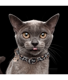 Collier panthère Chat Milk & Pepper - 1 2