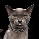Collier panthère Chat Milk & Pepper - 2