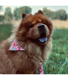 Bandana pour chiens - Bandana BANDIKINI French Bandit - 1 2