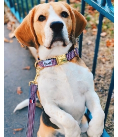 Collier pour chiens - Collier THE FRENCH BANBAN French Bandit - 1 2