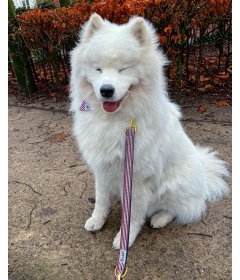 Bandana pour chiens - Bandana FRENCH BANBAN French Bandit - 1 2