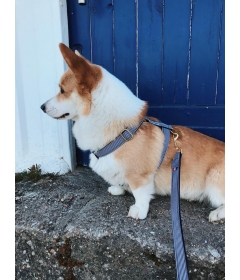 Harnais pour chien - Harnais IN THE NAVY French Bandit - 1 2