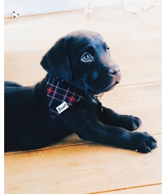 Bandana pour chiens - Bandana OH MY LORD French Bandit - 1 2