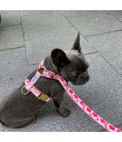 Harnais pour chien - Harnais OH MY LORD French Bandit - 1 2