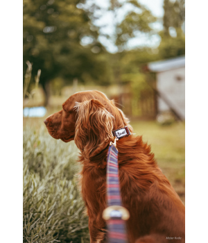 Laisse pour chien - Laisse OH MY LORD French Bandit - 2