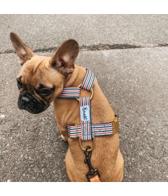 Harnais pour chien - Harnais THE FRENCH BANBAN French Bandit - 1 2