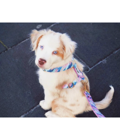 Collier pour chiens - Collier HIPPIE COOL French Bandit - 1 2
