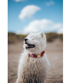 Collier pour chiens - Collier pour chiens - Collier SO RED CHIC French Bandit - 1 2