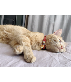 Collier pour chat - Collier SO RED CHIC Chat French Bandit - 1 2