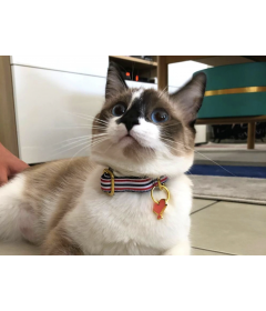 Collier pour chat - Collier THE FRENCH BANBAN Chat French Bandit - 1 2