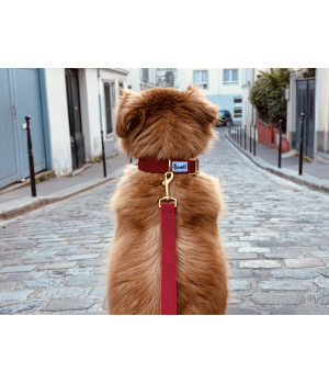 Laisse pour chien - Laisse SO RED CHIC French Bandit - 2