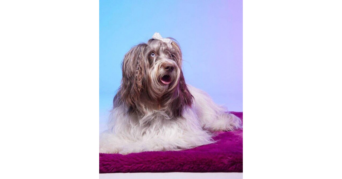 Couchage pour chiens - Le Tapis Tokyo Le Tapis Rouge  - 1