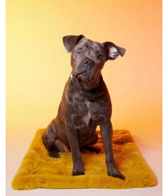 Couchage pour chiens - Le Tapis New York Le Tapis Rouge  - 1