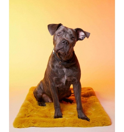 Couchage pour chiens - Le Tapis New York Le Tapis Rouge  - 1