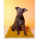 Couchage pour chiens - Le Tapis New York Le Tapis Rouge  - 1