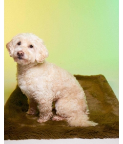 Couchage pour chiens - Le Tapis Ubud  Le Tapis Rouge  - 1