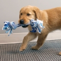 Kong - Rope tug puppy