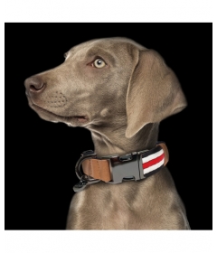 Collier pour chiens - Collier Héritage (reglable) 2