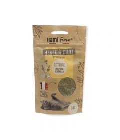 Herbe à chat Cataire