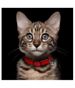 Collier Safira Chat 2