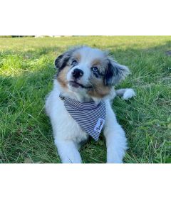 Bandana pour chiens - Bandana IN THE NAVY 2