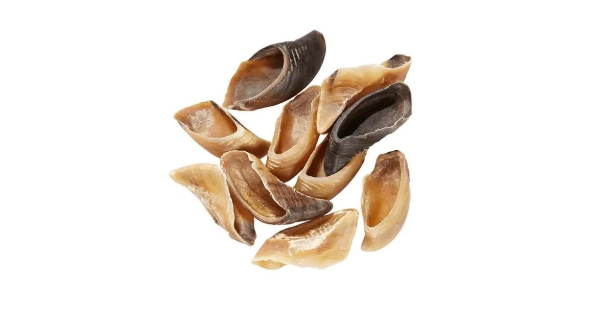 5 Sabots de Veau Cernu