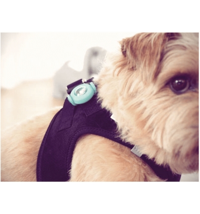Accessoire de promenade pour chiens - LED pour Colliers Curli