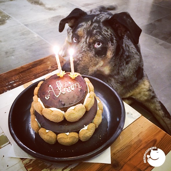 Preparez Un Gateau D Anniversaire A Votre Chien Twotails Fr