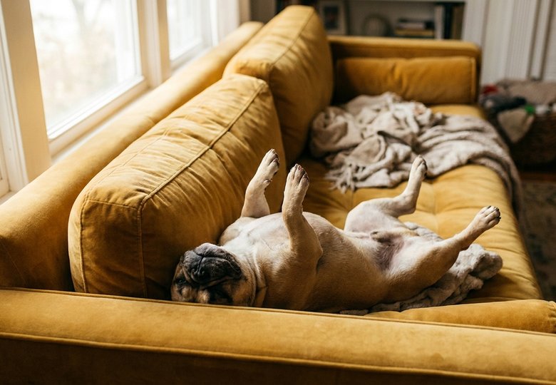 Pourquoi votre chien dort-il dans des positions impossibles ?