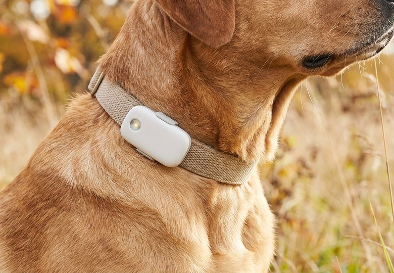 GPS chien : on a testé 6 traceurs pendant 3 mois (vrai avis)