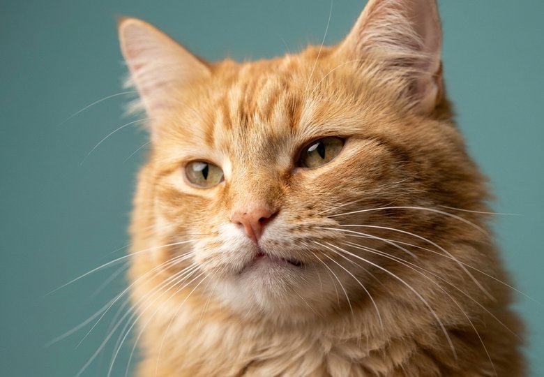Les 15 expressions faciales du chat décryptées (n°7)
