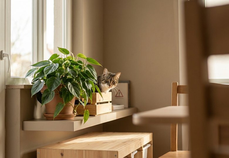Plantes toxiques chat : celles qui “tendent une embuscade”