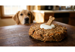 Gâteau d'anniversaire pour chien : 5 Recettes Express et Saines