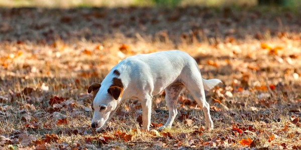 Dois-je laisser mon chien renifler pendant les balades ? 