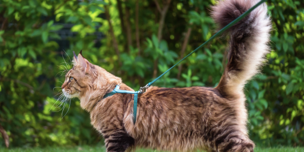 Comment promener son chat ?