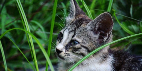 Tous les bienfaits de l’herbe à chat au quotidien