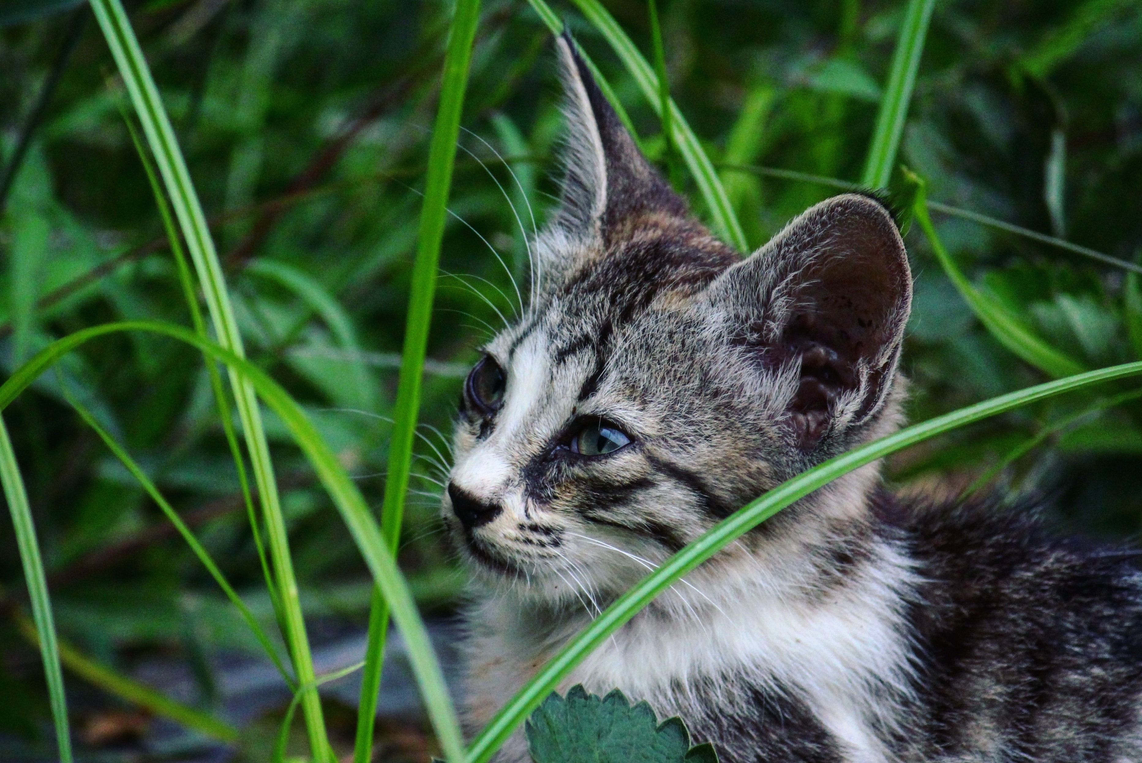 Herbe à chat : Tout savoir sur ses effets et ses bienfaits