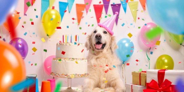 Préparez un gâteau d'anniversaire à votre chien !