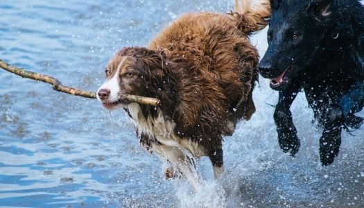 Adapter la balade en fonction de la race de votre chien