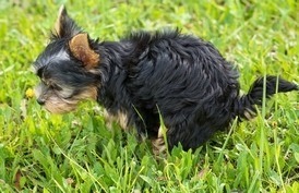 La propreté chez le chien