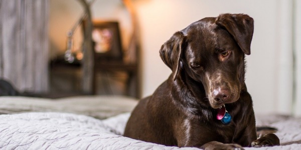 Comment bien choisir le couchage de son chien ?