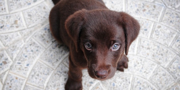 Dois-je prendre des cours pour éduquer mon chiot ?