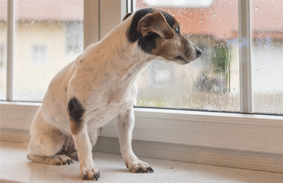 Aidez votre chien à apprivoiser l'orage